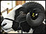 Jacob sheep
