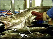Bacalhau