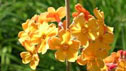 Primula bulleyana