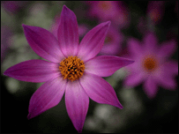 Dahlias