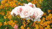 Pink rose