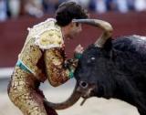 Bull.jpg