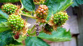 Blackberries...