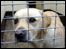 City Dogs home - homeless dogs
