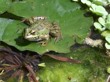 Frog