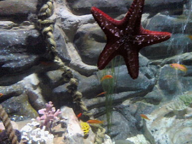 inside a fish tank