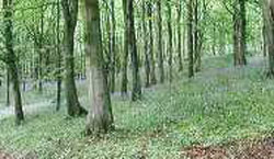 Portglenone forest