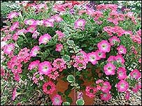 Planted container