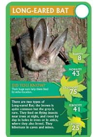 top_trumps_bat.jpg