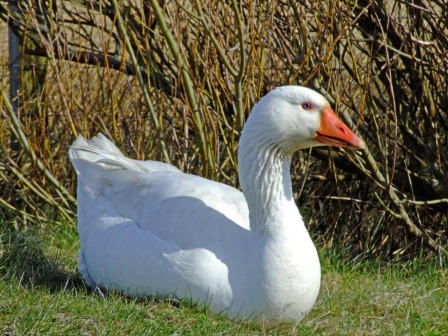 local bird 