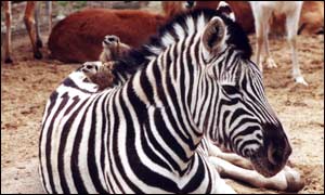 Etosha, Europe's oldest zebra lives at Newquay Zoo