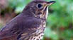 bird