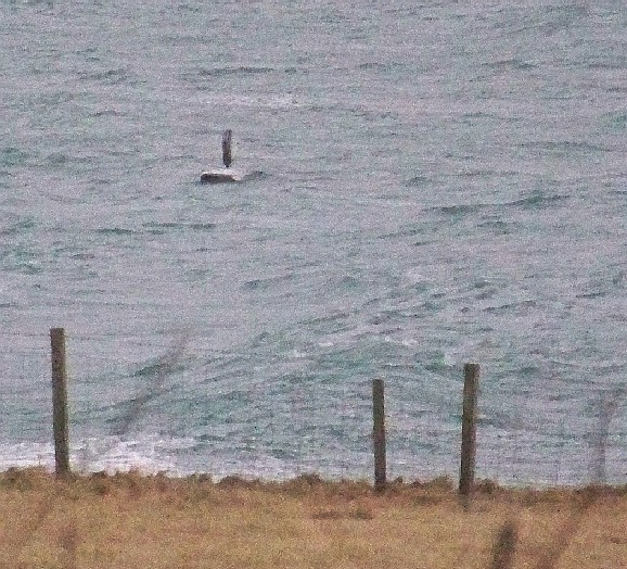 A whale!