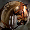 mad horse