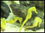 Seahorses