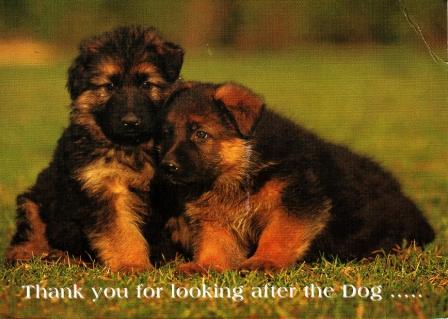 dogs.JPG