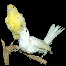 کنری ها