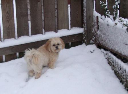 snow-rascal.jpg