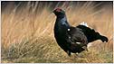 Black Grouse c/o RSPB Images and Chris Gomersall