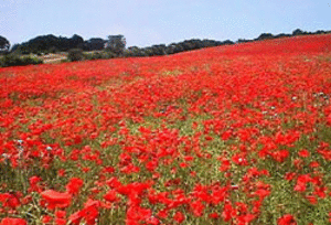 POPPY_GALLERY.gif