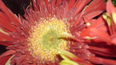 Flower of life...