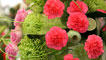 Day 3 - A display of flowers 
