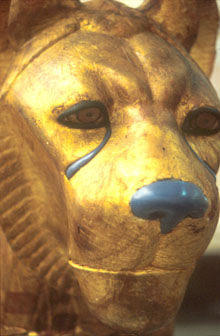 Head of a cheetah