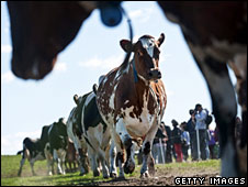 Cows