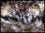 Osprey Chick 2008