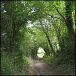 Trees over track