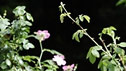 The Fenland Alchemist Garden