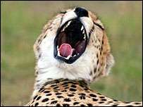 Cheetah