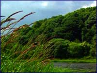 Image of a forest