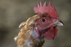 chicken.jpg