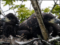 Sea Eagle