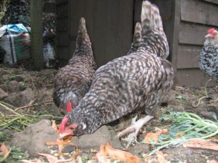 chickens.JPG