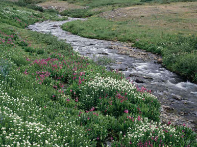 Stream