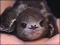 A swift in the hand