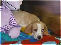 Sick puppy