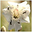 Sea Campion