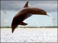 Dolphin