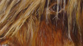 Highland Cow...