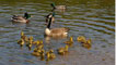 Goose with goslings, by Ann Roberts
