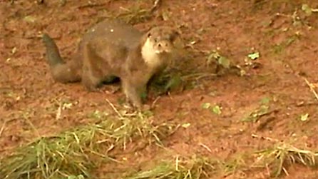 otter01.jpg