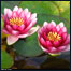 قطره اوسوتره