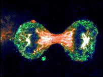 Células cervicais