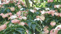 Cornus kousa var. 'Chinensis'