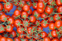 tomatoes