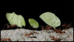 Hormigas