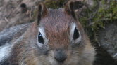 A Canadian Squirrel... A Canadian Squirrel...